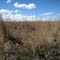 Typical southern Alberta natural grassland