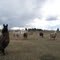 Some lamas