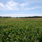 Corn Maze