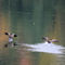 Geese On Minden Lake