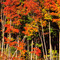 Fall