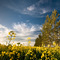 Summer Canola In Bloom