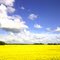 Blue skies and yellow canola on Hwy 803, near Legal, AB