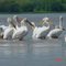 American White Pelicans Near Carroll County Illinois
