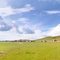 the Bashang Grassland, Hebei Province, China