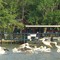 Pelican Migration
