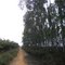 广东遂溪·马六良村的桉树林 Eucalyptus in Maliuliang, Suixi, ZJ
