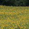 Sunflower Field
