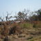Hurricane Ike Aftermath