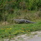 MR. Cameron Gator (May 2008)
