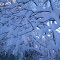 Fallen Tree