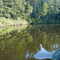 Looking for  a moose