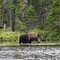Moose