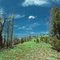 Frank Church Wilderness. On crest of Blue Bunch Mountain