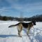snow in IICD Michigan