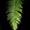 Fern in the shadows