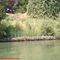 Sacramento River, Brush Box