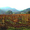 Napa Valley