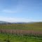 CF@Napa Grapes