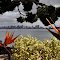 San Diego skyline from Bali Hai on Shelter Island