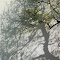 **Tree and Shadow** ............... CLICK to ENLARGE