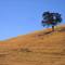 Lone Tree at Kellogg Creek Recreation Area