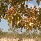 NEWBERRY SPRINGS CA PISTACHIOS