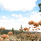 autumn buckwheat near saucer Lake 2008