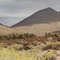 Boschetto di Joshua Tree