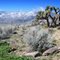Joshua Trees and snowy mountains, PCT, California