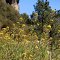 Flowers with rock outcropping, PCT, CA