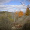 Clear Creek Forest