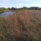Beer Wetlands