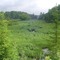 Swamp by Hwy 509, Plevna