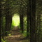 Forest Path