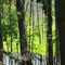 River Woods 2