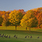 Geese