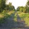 Ottawa Valley Railway (OVR) built in 1881-2 as part of CP's trans-continental line from Smith Falls, through Renfrew, Pembroke, Mattawa to Sudbury with a branch line to Temiscaming Que.   It was abandoned  from Renfrew to Pembroke in 2011 and Mattawa in 2012.  It had 483 km. of tracks.   CP now routes all it trans-continental traffic through Toronto, north to Parry Sound and  Sudbury, The steel  is worth $50 million.   The railway was worth more dead than alive. Looking north.