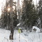 bent tree camp