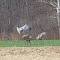 Sandhill Cranes @ Beaulieu Farms