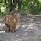 Alpaca at Brantford Twin Valley Zoo, in Brant County, Canada
