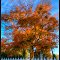Canada, Ontario, Fall 2012:10:16