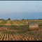 Ontario, Farm 2013:08:07