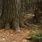 Old Growth White Pine, Temagami