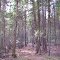 Trail through Eastern White Cedars, White Bear Forest
