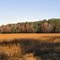 Brown field and green tree line