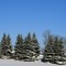 Winter Fresh