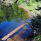 Beaver dam