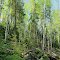 Birch trees