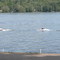 Waterskiing at the Wiggy